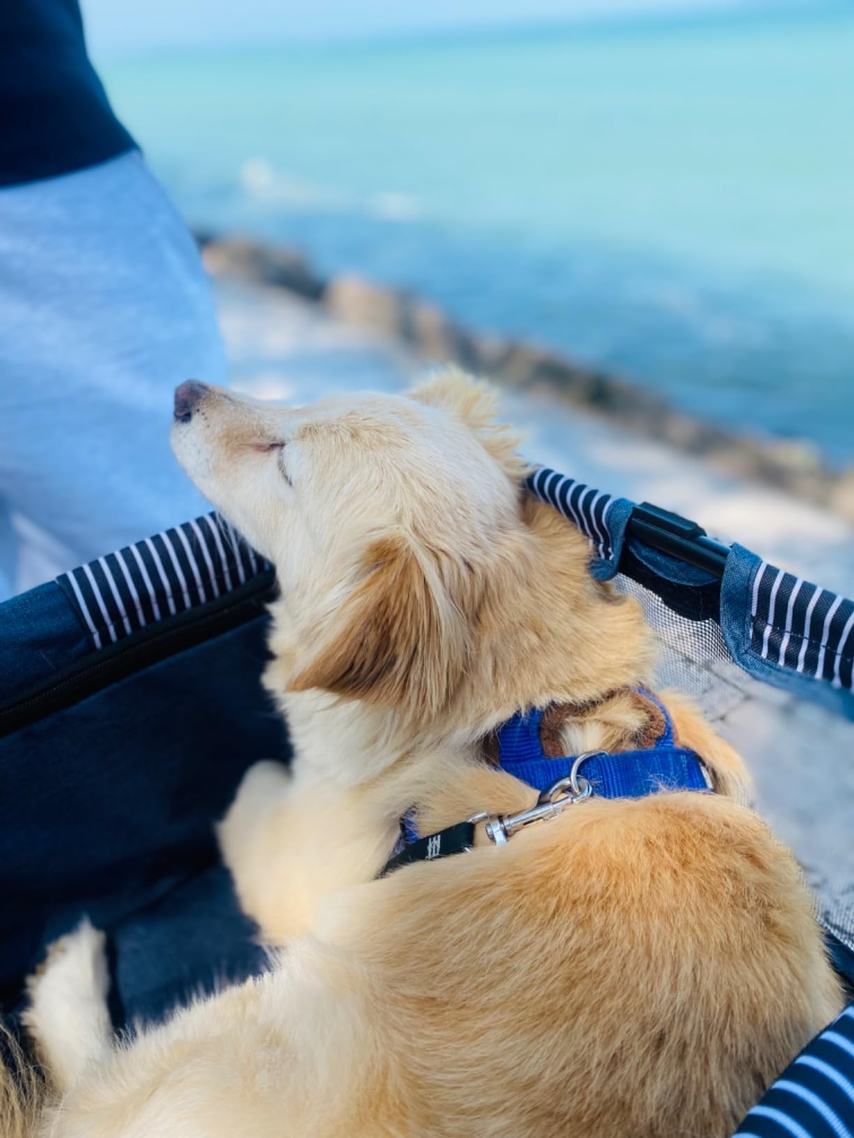 Fudajo 2in1 passeggino per cani nero 15 kg