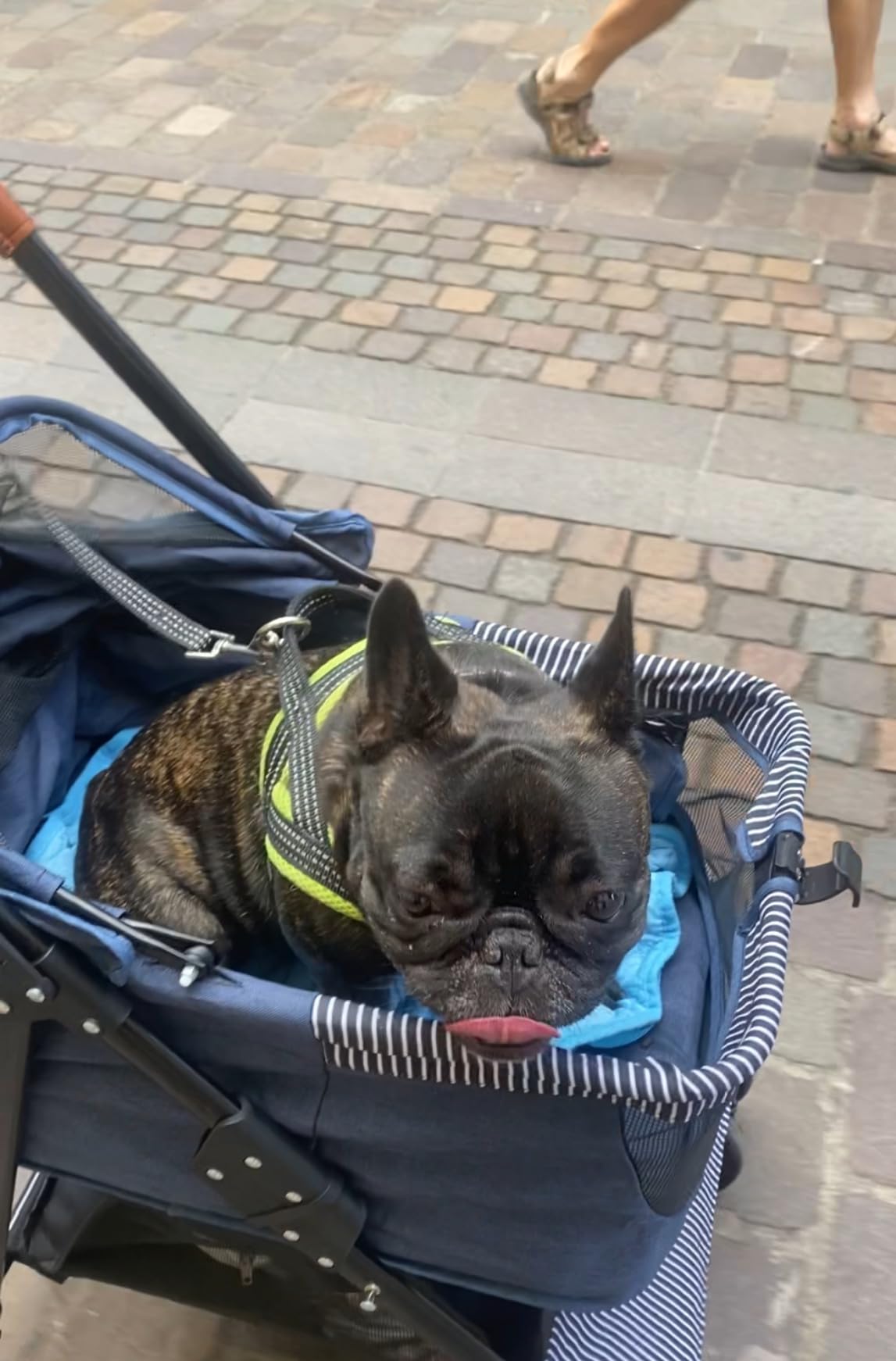 Fudajo 2in1 passeggino per cani nero 15 kg