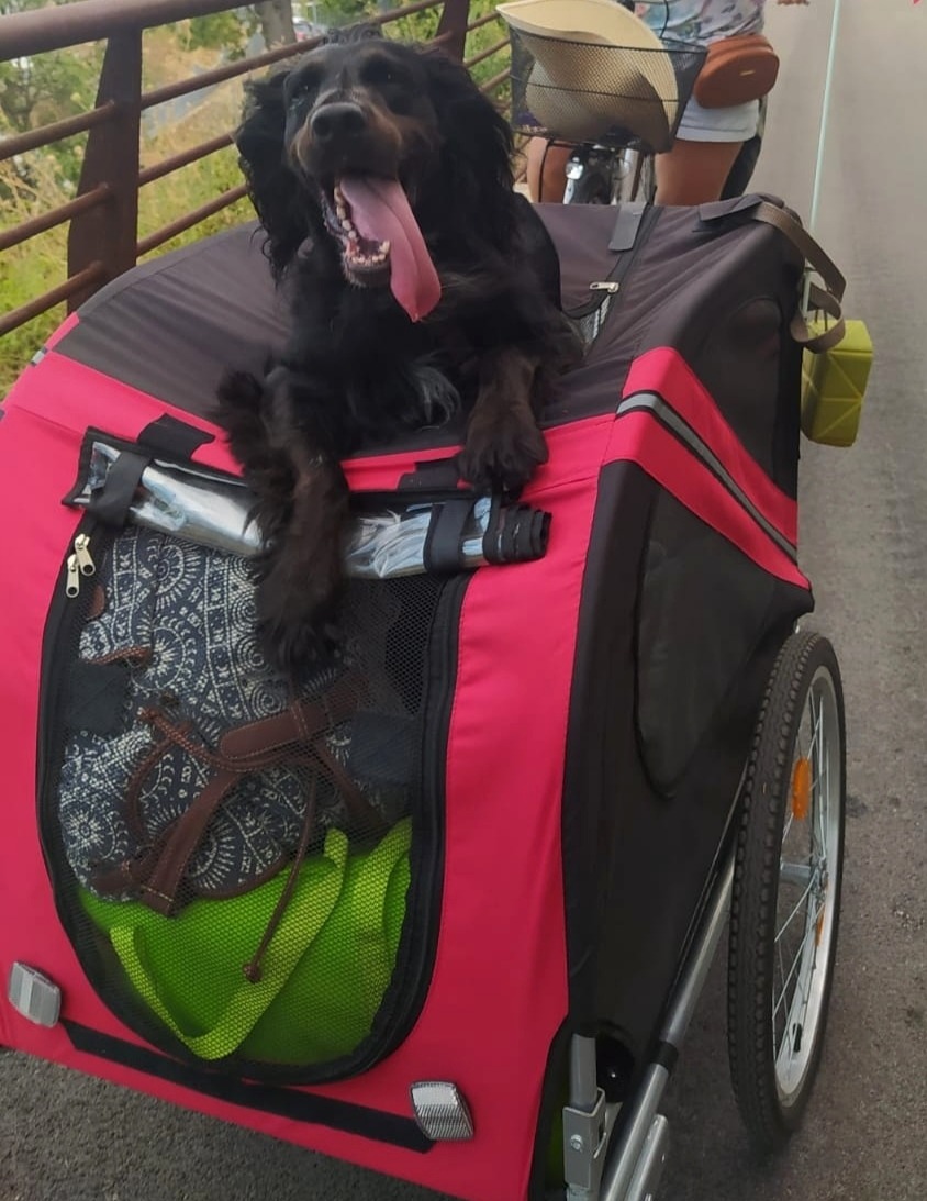 Wiltec Rimorchio Bici per Cani 40 kg con Parapioggia