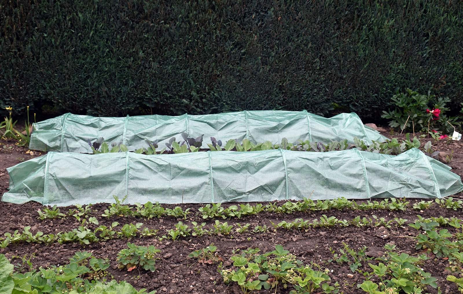 Wiltec Serra Tunnel 300x65x45 cm con Telo PE 130 g/m²